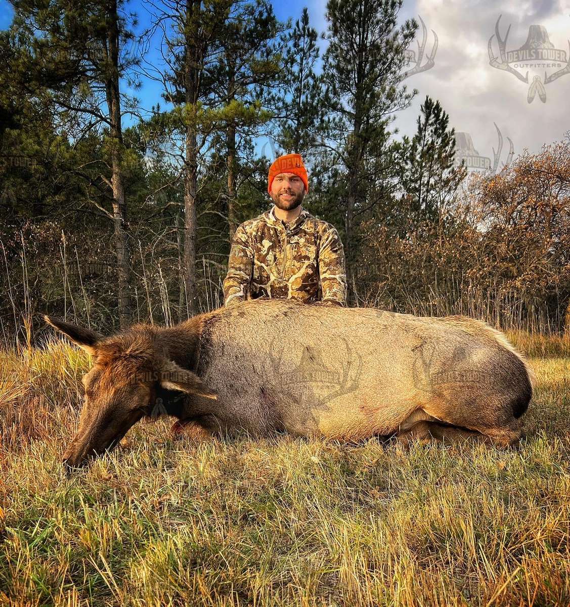 Cow Elk Hunts