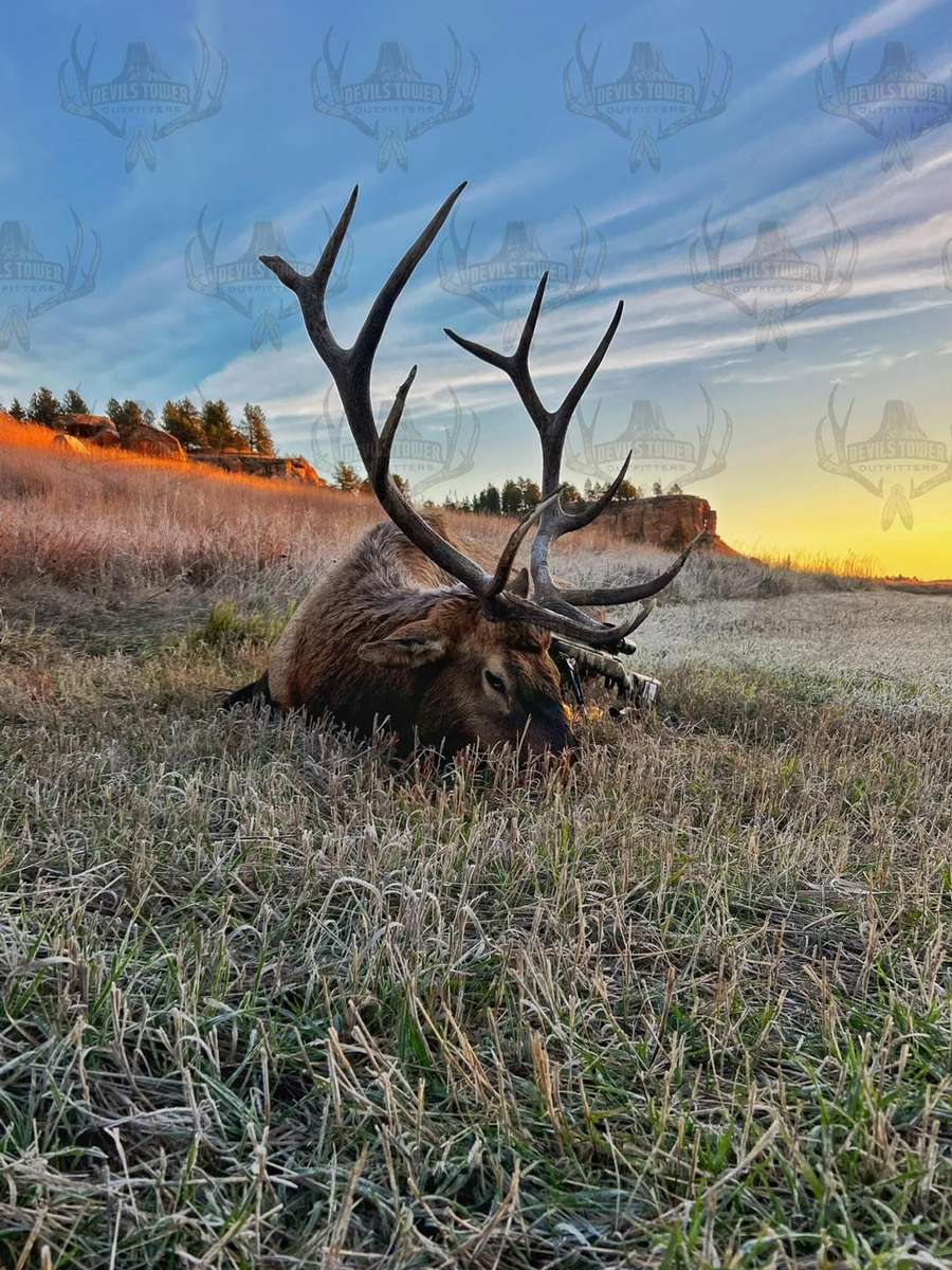 What to Expect For Your Wyoming Elk Hunt